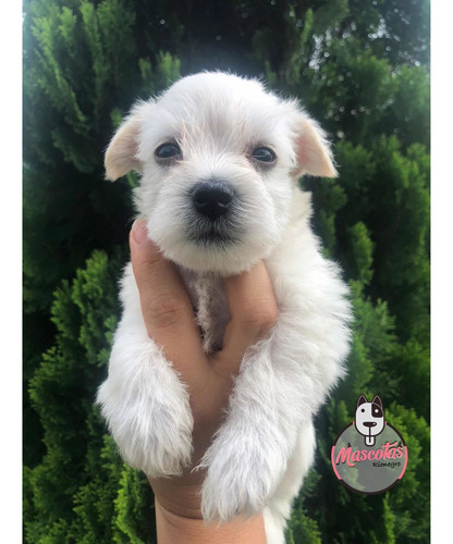 Imagen 3 de 5 de Espectaculares Cachorros Schnauwzer Mini Mascotas Rionegro