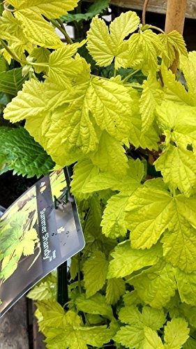 Verde Promesa Granjas Probado Ganadores Humulus Verano Shan