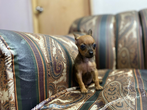 Imagen 3 de 4 de Pincher Miniatura Mascotas Rionegro Precio Especial