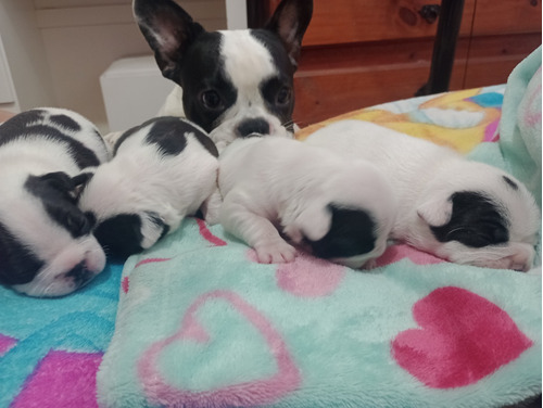 Vendo Hermosos Bebes Bulldog Francés