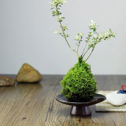 Plantador Moss Ball Green Moss Ball Pot Soporte De Flores Cr