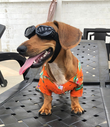 / Lentes De Protección Ocular Para Perros Pequeños