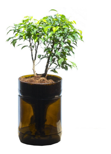 Ficus Benjamina Little Plant 22, Maceta Autorregante