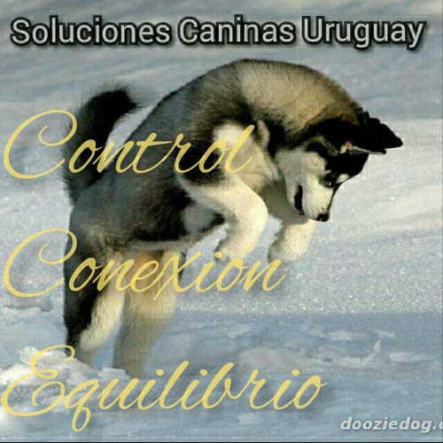 Imagen 2 de 2 de Adiestramiento Canino. Rehabilitacion. Problemas De Conducta