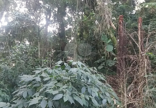 Imagem 19 de 30 de Excelente Oportunidade Para Construção De Alto Padrão - Reo323981