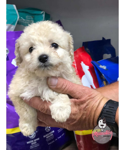 Imagen 4 de 5 de Espectaculares Cachorros Frenshpoodle Minitoy Mascotas Rione