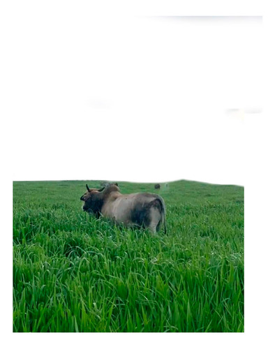 Semilla Pasto Insurgente 30kg