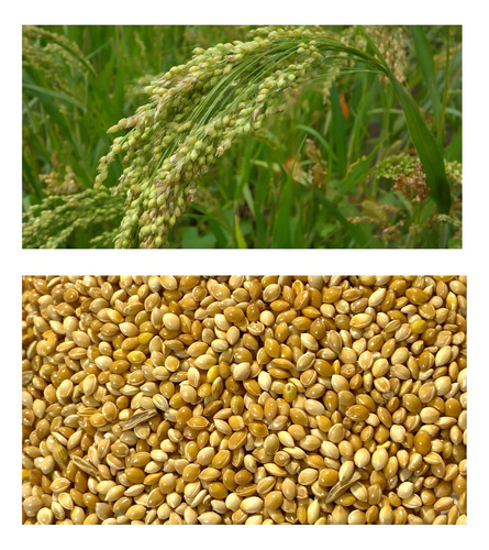 Semilla de mijo Panicum Miliaceum, 1 kg, excelente hierba