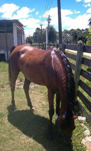 Caballo Raza Árabe 