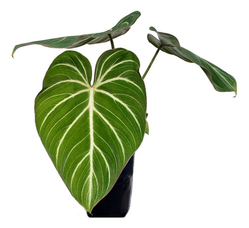 Philodendron Gloriosum