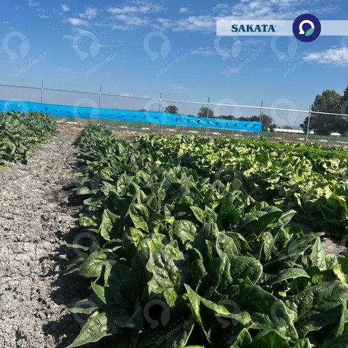 Semilla De Espinaca Esmeralda Sakata A Granel 1 Kilo