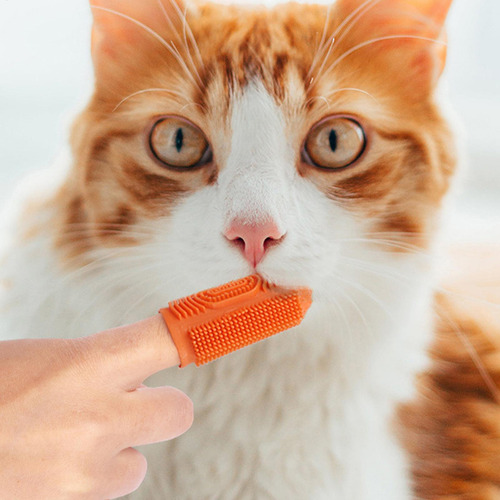 Cepillo De Dientes Para Perros Cepillo De Dientes Para Gatos