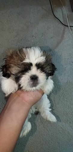 Imagem 3 de 3 de Cachorro Da Raça Shih-tzu Fêmea