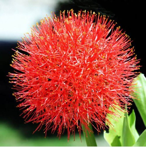 Estrela De Natal,bulbo Grande,lírio Sangú,scadoxus