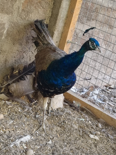 Pavos Reales Azules