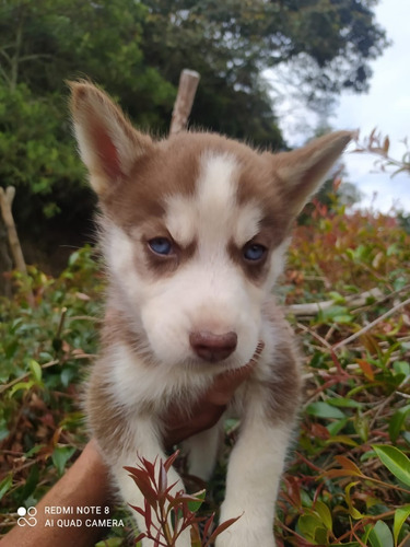 Cachorro Pomsky Pomski Perritos Cachorritos Poski Posky