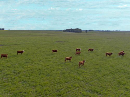 Campo En Durazno Ref. 7065