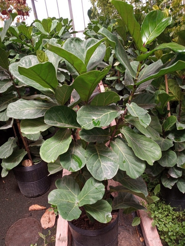 Ficus Pandurata - Hermoso, 1.6 M - Entrega Gratis Caba Y Gba