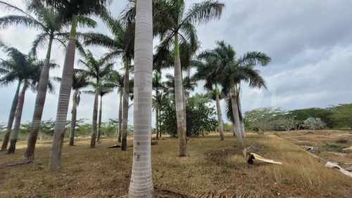 Rancho En Venta En Kinchil Yucatán
