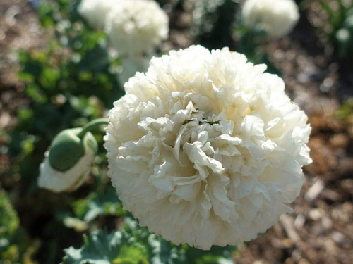 Imagem 2 de 2 de Sementes De Papoula Peonia Double Cream Papaver Peony Poppy
