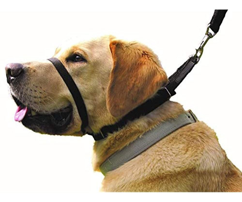 Collar Canny: El Collar Para Adiestramiento De Perros Y Cami