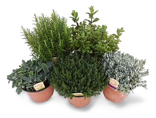 Plantas Para Muros Verdes Exteriores