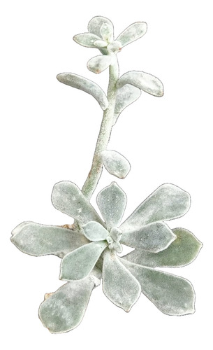 Echeveria Pulvinata