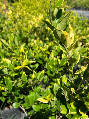 Planta Cerco Vivo Oleo Texano Aurea