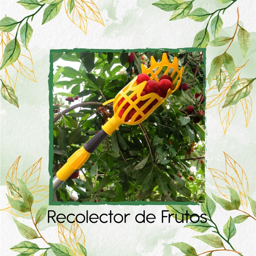 Recolector De Frutos