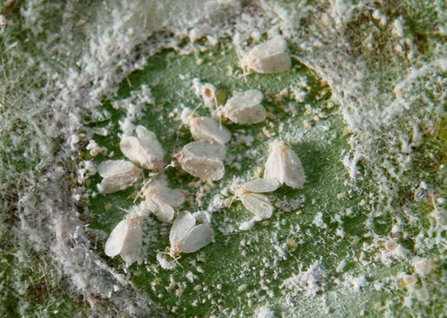 Insecticida Metomilo Como Lannate Kuik Rotam 100 Gr
