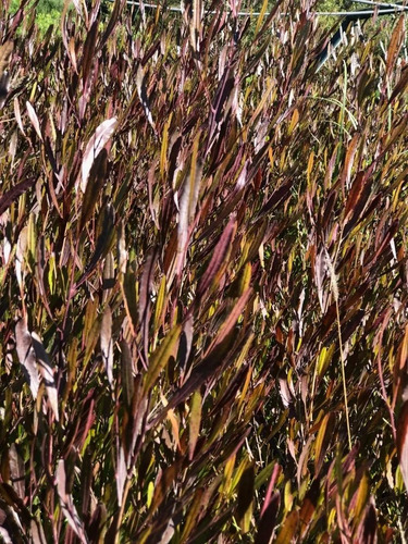Plantas Para Cercos, Cercos Vivos, Dodonaea Viscosa 10ts