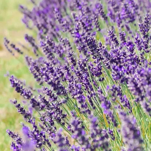 Semillas de lavanda inglesas Vera para plantar, más de 1000 semillas por  paquete, semillas de jardín de Isla (semillas de jardín de Isla), semillas