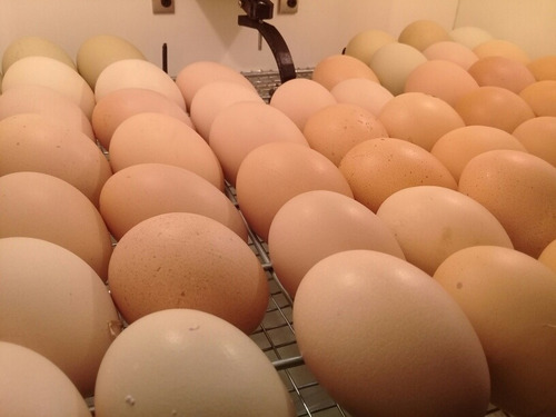 Imagen 1 de 3 de Huevos Fértiles De Gallinas (x Docena)