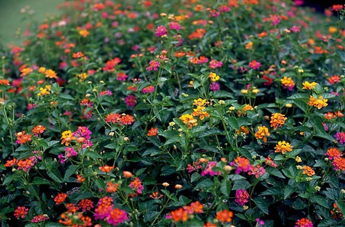 Semillas De Lantana X50 Unidades