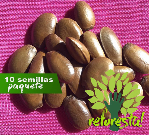 Semillas De Árbol De Guanábana (para Sembrar) - 10 Pack