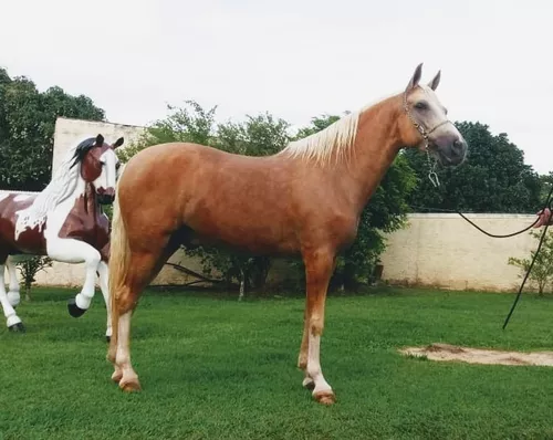 Cavalo alazão tostado de marcha picada - Cavalos e acessórios