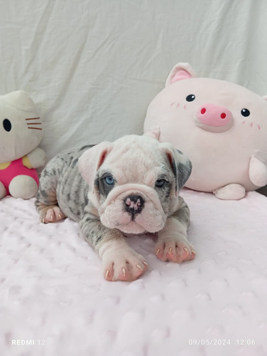 Bulldog Inglés Cachorras Exóticas Merle