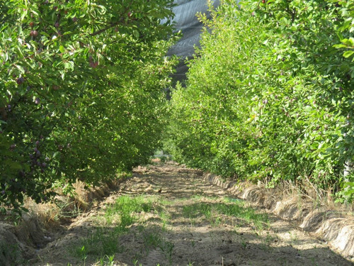 Imagen 6 de 7 de Vendo Exelente Finca Productiva Con Bodega Y Secadero En San Rafael Mendoza