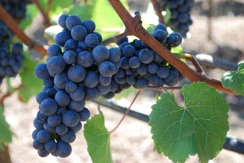 Imagem 2 de 4 de Uva Pinot Noir Muda Já Produz Com 80 Cm + Brinde
