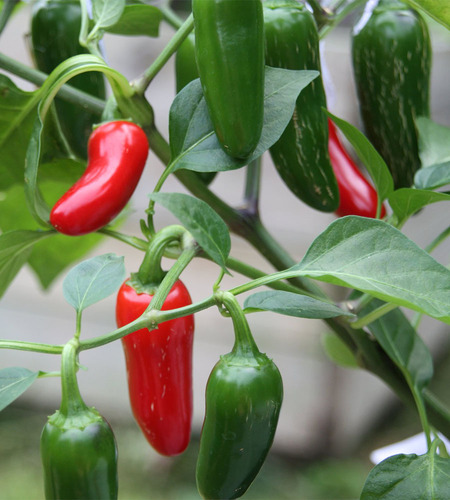 Semillas De Jalapeño