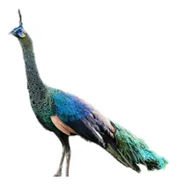 Comprar Pavão Verde De Java Excelente Linhagem Casal  !