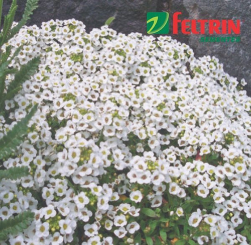 Sementes De Flor-de-mel - Alyssum B. Feltrin + Frete Simples