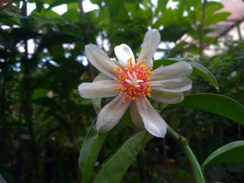 Kit Com Duas Mudas De Ora-pró-nobis Flor Branca