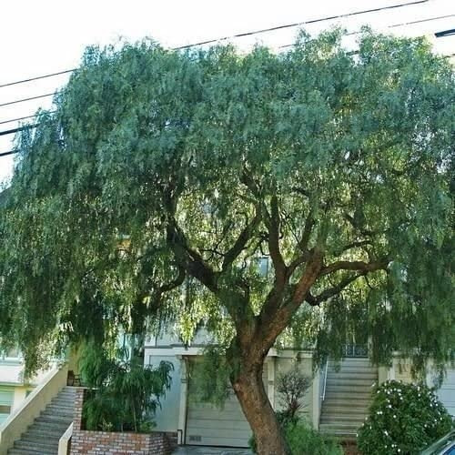 50 Semillas De Árbol Pimiento 