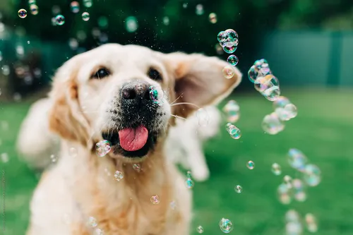 Golden Retriever Premium De Selección - Criados Con Amor