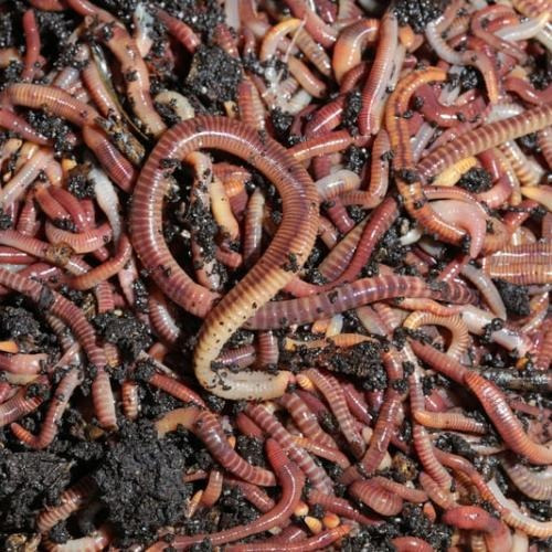 Lombrices Rojas ( Eisenia Foetida) Núcleo De Cría