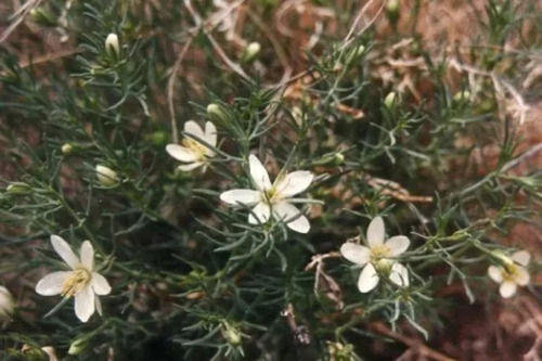 Ruda Siria Peganum Harmala 500 G