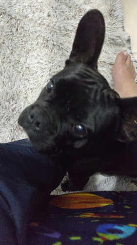 Imagem 5 de 5 de Buldogue Francês Recém Nascido