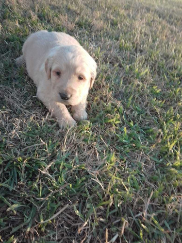 Imagen 4 de 10 de Cachorros Golden Super Hermosos