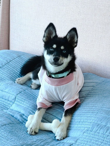 Imagen 1 de 4 de Camiseta Rosada Para Mascotas M